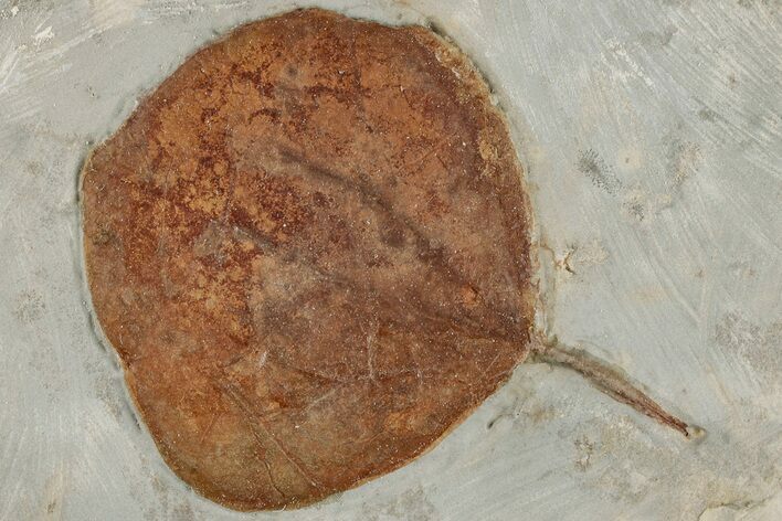 Fossil Leaf (Zizyphoides) - Montana #199573